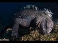 Galapagos Diving Expedition in 4K UHD - Relaxation Video