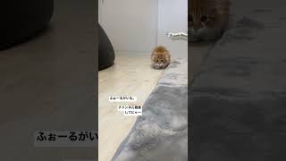 【朝からダーッシュ！を披露してくれる子猫】#うまぴょい伝説 #VariousArtists#朝#ダッシュ#shorts#short#子猫#競馬