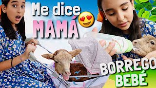 ¡NIÑERA DE UN BORREGO POR UN DÍA! - Gibby :)