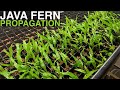 Java Fern Propagation | 168 Plants in Two Minutes!!!