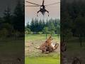 AMAZING! HELIKOPTER PEMBASMI HEWAN BUAS #tiger #helicopter #animals