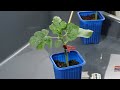 🍉 КАК ПРИВИТЬ АРБУЗ СЕКРЕТЫ БОЛЬШОГО УРОЖАЯ 🌱 ПОЛНОЕ РУКОВОДСТВО ДЛЯ ДАЧНИКОВ