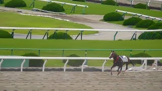 フォルツァエフ、落馬するもみんなと一緒に帰る。現地映像、京都競馬場