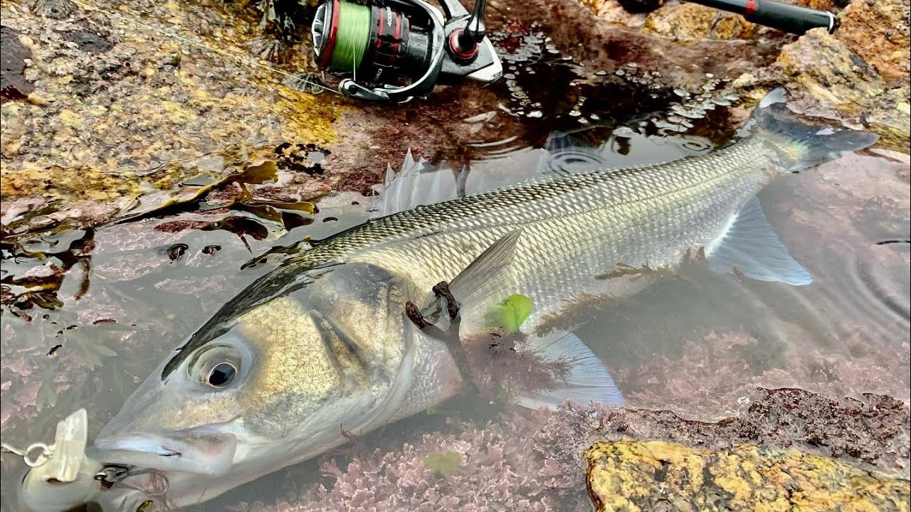 5 TIPS TO CATCH MORE FISH | A BEGINNERS GUIDE TO BASS LURE FISHING ...