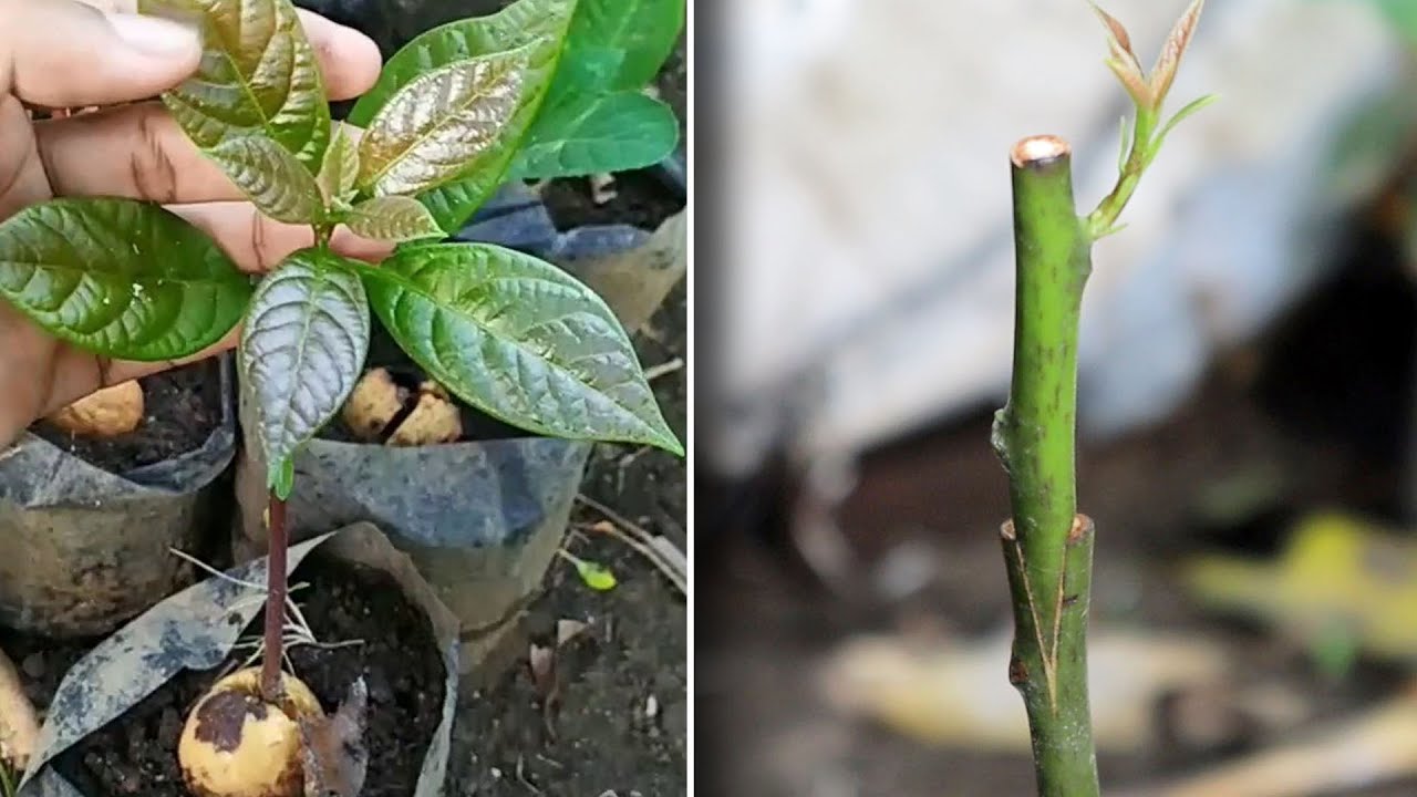 How To Grafting Avocado Tree - YouTube