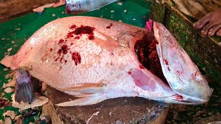 Cleaning Big Atlantic Tripletail - Fish Cutting Skills in Fish Markets | Fish Fillets