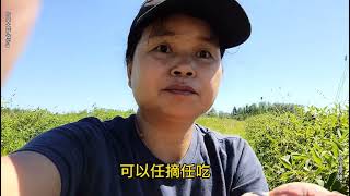 和小姑子去摘蓝靓果，拿去给乡里尝试，小伍说很酸加奶油吃两大碗