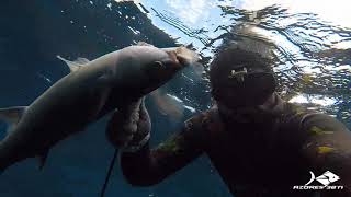 Azores 38N - Spearfishing in Autumn I - 2018