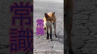 もしキタキツネが寄って来ても…#北海道ツーリング #野生動物