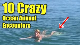 10 CRAZY OCEAN ANIMAL ATTACKS AND ENCOUNTERS! (Funny and Scary)