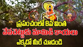 ప్రపంచంలో 8వ వింత వేపచెట్టుకు మామిడి కాయలు ఎక్కడో మీరే చూడండి | Mango nuts for neem tree|Latest News