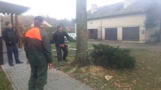 Ažuolo pjovimas su STIHL grandininiu pjūklu | Oak cut with STIHL chainsaw