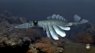 Anomalocaris Cambrian predator