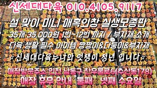 💕신세대다육 010.4105.9117💕설 맞이 이쁜 아이들과 다육 생활 필수 아이템 부자재 올려드려요