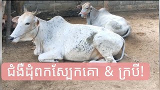 ជំងឺដុំពកស្បែកគោ \u0026 ក្របី Ouk Vantha Cattle Treatment