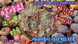 오늘은 택배되는 프리티데이! 프리티다육 010.9500.9207 *유료광고포함*