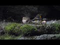 山中湖 大洞の泉のキビタキ（雌雄）の水浴び　その７（4k60p動画）