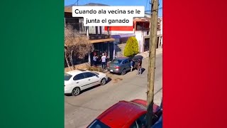 MEMES MEXICANOS 28