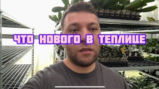 Сегодня был в теплице орхидей в Тайване