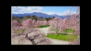 櫻花季來了 今年早開花！東京6大賞櫻景點打卡必去 - 自由娛樂