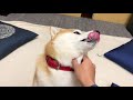 shibe complains of sadness at a pet hotel with a crying face → joy explosion