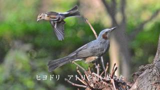 水元公園〜野鳥の水争い