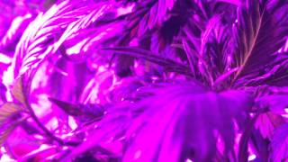 Lumigrow ES330 LED Cannabis Grow #2 - Peyote Purple \u0026 TGA Qush - Sexy Update