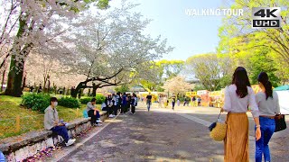 鶴舞公園・桜満開の名古屋 Cherry blossoms in full bloom at Tsuruma Park in Nagoya, Japan