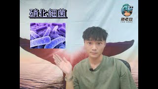 【魚老豆】7大類水產益生菌: 硝化菌 (Nitrifying Bacteria)