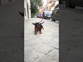 2 meses y medio cachorro dog perros dachshund perroshermosos viralvideo