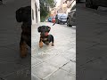 2 meses y medio cachorro dog perros dachshund perroshermosos viralvideo