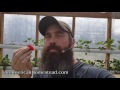 off grid living growing strawberries gutters