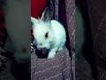 ooh you have to see this 😍 baby bunny cleaning his face cuteness overload