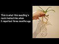 phragmipedium orchid update how i care for mine