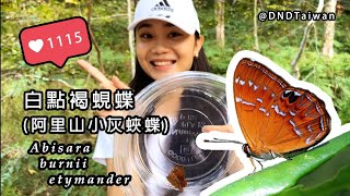 白點褐蜆蝶Abisara burnii etymander（阿里山小灰蛺蝶）