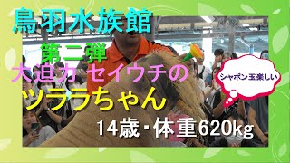 鳥羽水族館　第二弾　大迫力セイウチのツララちゃん 14歳・体重620kg