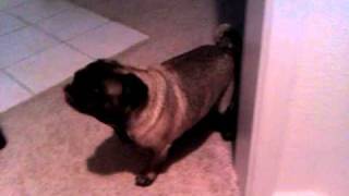 This is what pug does all night...