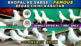 Highflying Pigeons For Sale | Bedag Safed Chini Kabootar Sale | At Royal Loft Bhopal