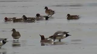 170115#4 Wigeon