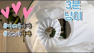 [3분냥이] #44. 바쁜 현대냥이의 하루 / 브리티시 숏헤어 / 스코티시스트레이트