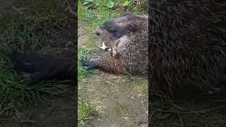 Mrs. Sparkle Says I Stretch Yawn And Oh Hello 😁🐾 #groundhog #cute #adorable #cutie #mrs #sparkle