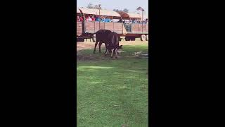 Water Buffalo VS Bull