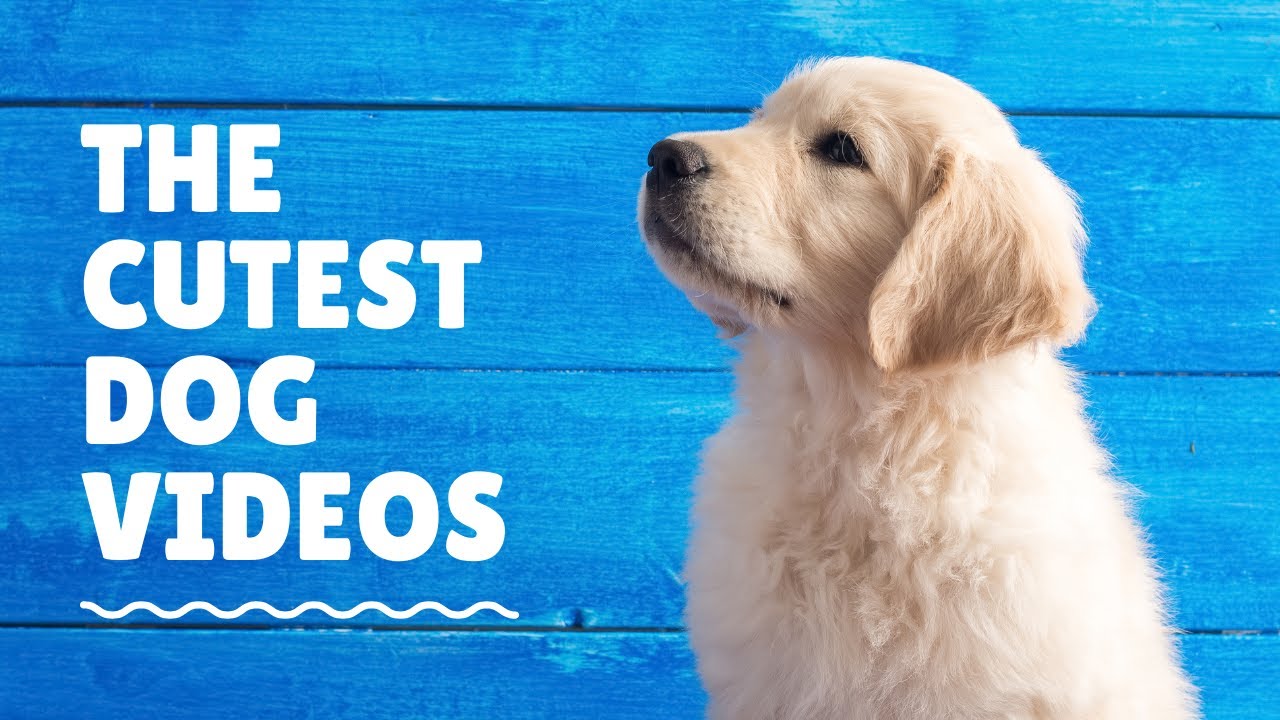The Cutest Dog Videos Youtube