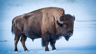 Why Bison Are Built for Survival