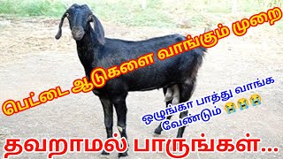 பெட்டை ஆடுகளை வாங்கும் போது செய்ய கூடாதவை|சந்தையில் ஏமாற்றுபவர்கள்😡#psfarmers#aduvalarpu#goatfarming