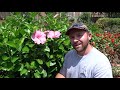 garden picks hollywood hibiscus gossip queen and jolly polly from j. berry nursery 🌺