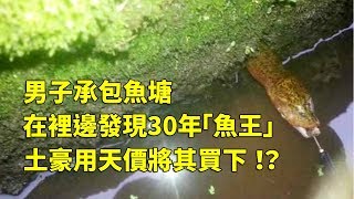 男子承包魚塘，在裡邊發現30年「魚王」！土豪用天價將其買下！？