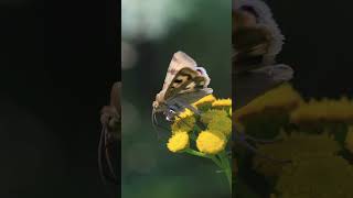 Мотылёк, жёлтый цветок.Butterfly, yellow flower. #birds #птицы #nature #duck #wildlife