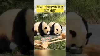 渝可：“還是妹妹的盆盆奶好喝 #福寶 #中国 #丫丫 #大熊貓 ” #panda #花花