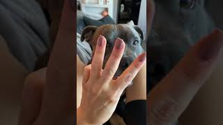 Adorable Pit Bull gets to choose what they're going to do for the day!